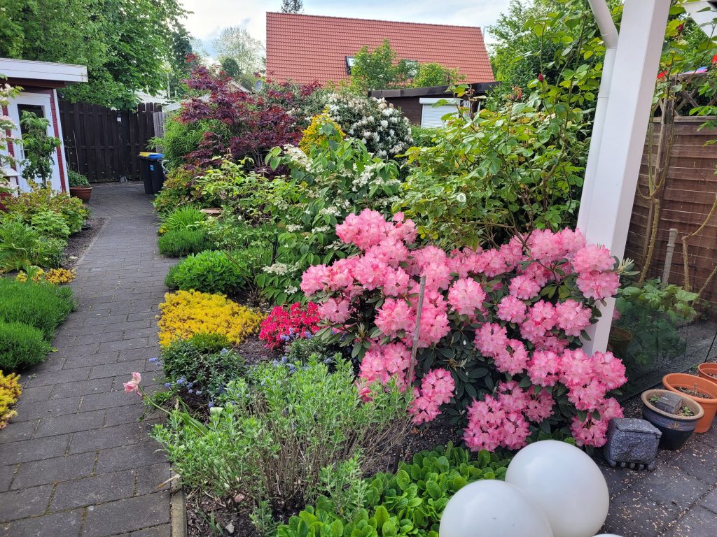 Ein gepflasterter Gartenweg führt an üppig blühenden rosa Rhododendren, gelben Stauden und einer weißen Pergola vorbei.